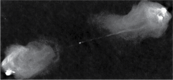 fig21